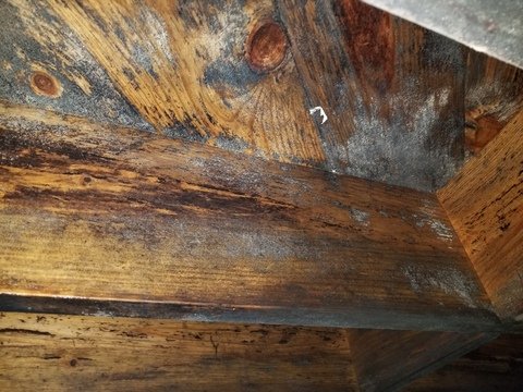 Mold Remediation Independent Restoration Services of Reno